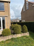 Diverse Buxusplanten (60-130 cm hoog), Vaste plant, Bloeit niet, Halfschaduw, Ophalen