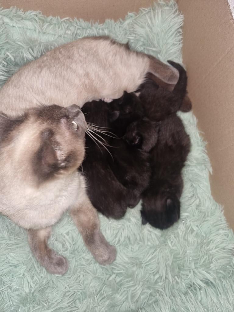 Kittens, Dieren en Toebehoren, Katten en Kittens | Overige Katten, Meerdere dieren