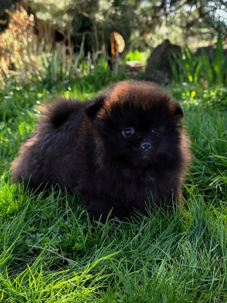 Black king Pomeranian Spitz, Dieren en Toebehoren, Honden | Poolhonden, Keeshonden en Oertypen, Particulier, Keeshond, 15 weken tot 1 jaar