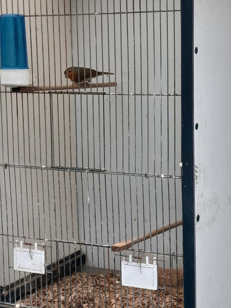 Roodborstje, Mannelijk, Geringd