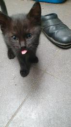 Boerderij katten   gereserveerd, Dieren en Toebehoren