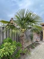Palmboom gezond en winterhard, Tuin en Terras, Planten | Bomen, 100 tot 250 cm, Zomer, Palmboom, Ophalen