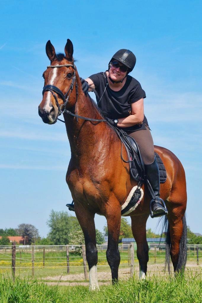 Gezocht; lief paard om te rijden (Bijrijder, verzorger), Dieren en Toebehoren, Paarden en Pony's | Overige Paardenspullen, Overige soorten