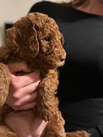 Door annulering nog 1 Australian labradoedel teefje te koop, Dieren en Toebehoren, Honden | Niet-rashonden, Teef, Meerdere, Middel