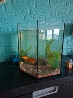 Te koop aangeboden: aquarium met twee goudvissen, Dieren en Toebehoren, Ophalen, Zo goed als nieuw, Gevuld zoetwateraquarium