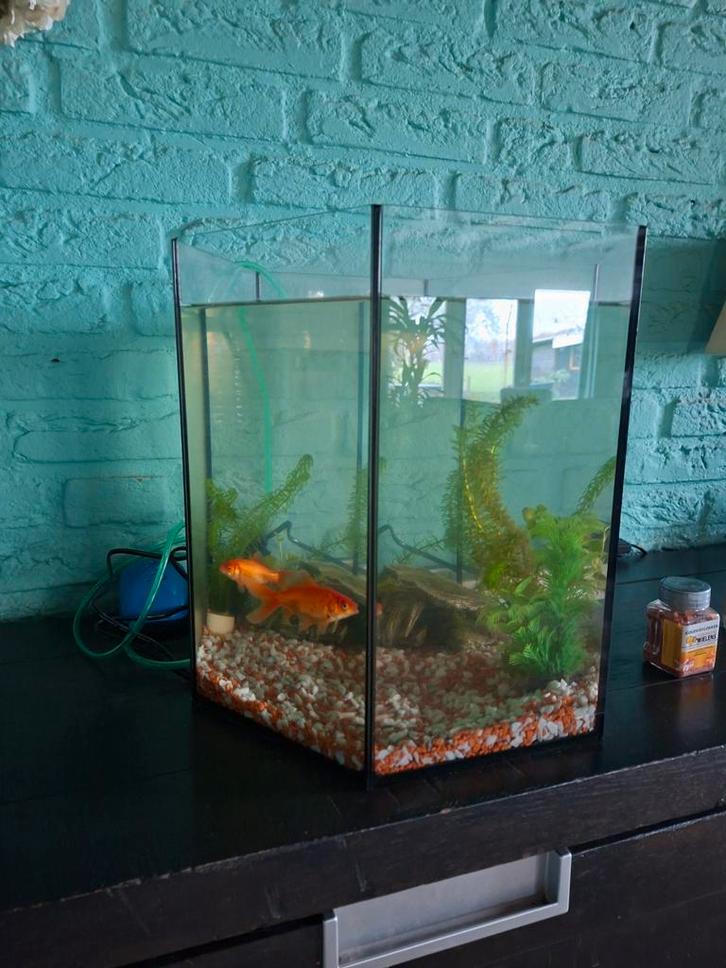 Te koop aangeboden: aquarium met twee goudvissen, Dieren en Toebehoren, Vissen | Aquaria en Toebehoren, Zo goed als nieuw, Gevuld zoetwateraquarium