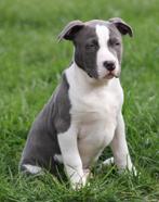 Amerikaanse Stafford pup, Parvo, België, 8 tot 15 weken, American Staffordshire Terriër