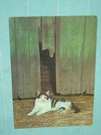 5) Kleuren ansichtkaart Poes voor schuur, Ophalen of Verzenden, 1980 tot heden, Ongelopen, Hond of Kat