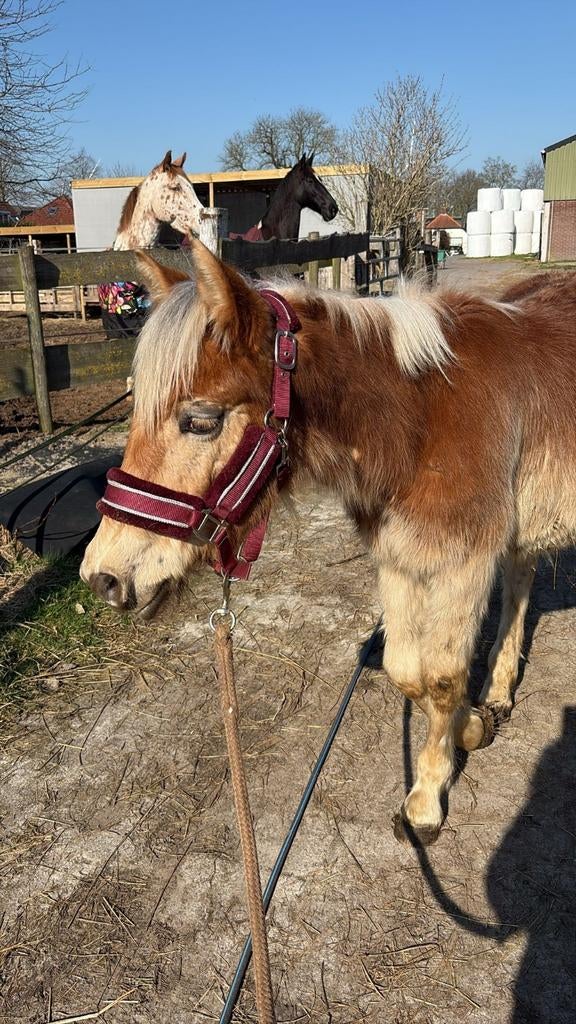 Verzorger gezocht, Ophalen