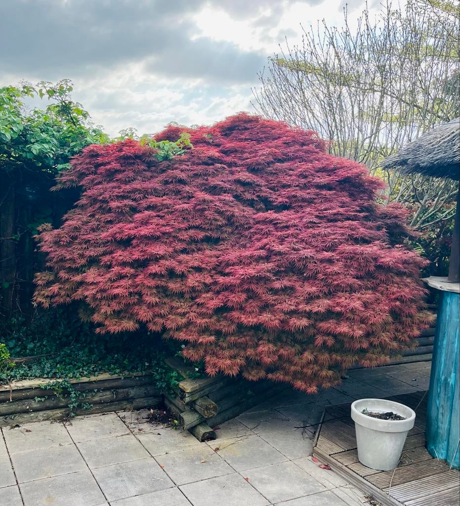 Prachtige Japanse esdoorn (50 jaar oud) - 2m hoog, 3.40m bre, Overige soorten, Vaste plant, Ophalen of Verzenden, Bloeit niet