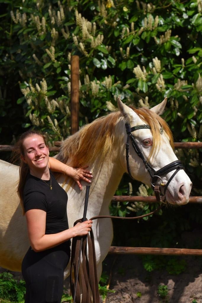 Fantastische pre ruin met top papieren., Dieren en Toebehoren, Paarden, Minder dan 160 cm, Met stamboom, Ruin, Dressuurpaard