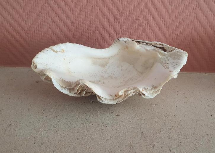 Leuk model doopvondschelp, Antiek en Kunst, Curiosa en Brocante, Ophalen of Verzenden