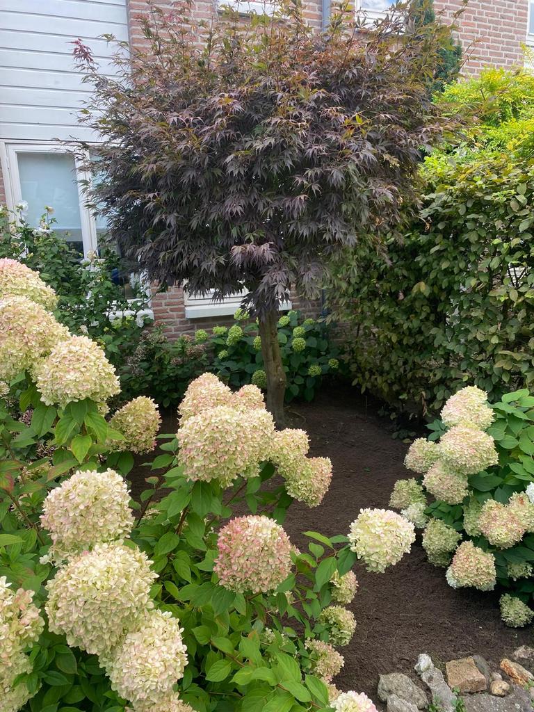 Japanse Esdoorn, Tuin en Terras, Planten | Bomen, Ophalen, Bloeit niet, Halfschaduw, Overige soorten