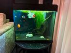 Aquarium complete set, Dieren en Toebehoren, Ophalen, Zo goed als nieuw, Gevuld zoetwateraquarium