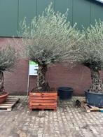 Olijfboom in sierbak - Mediterraanse sfeer in uw tuin!, Bloeit niet, 100 tot 250 cm, Olijfboom, Ophalen
