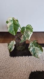 Monstera variegata, Ophalen, Overige soorten, Halfschaduw, Minder dan 100 cm