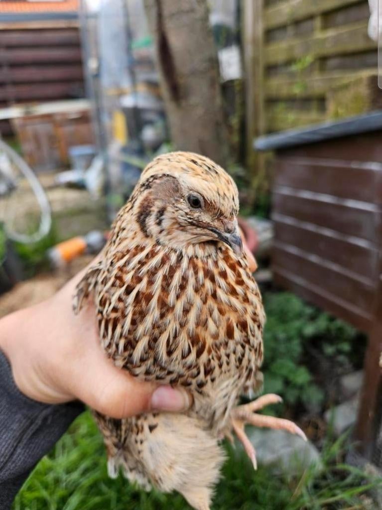 Mooie jongen kwartels haantjes -, Dieren en Toebehoren, Mannelijk, Overige soorten