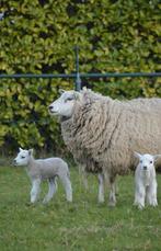 Schaap met 2 lammeren, Meerdere dieren, Schaap