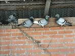 Meerdere postduiven zonder ringen, Meerdere dieren, Postduif