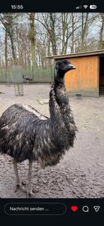 Emoe Kuiken Gezocht, Vrouwelijk, Overige soorten