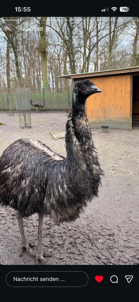 Emoe Kuiken Gezocht, Dieren en Toebehoren, Pluimvee, Overige soorten, Vrouwelijk