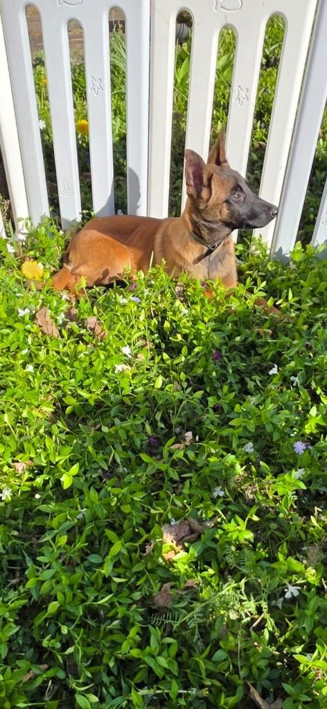 Mechelse Herders, Dieren en Toebehoren, Honden | Herdershonden en Veedrijvers, 8 tot 15 weken, Parvo, Meerdere, Meerdere dieren