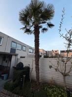 Trachycarpus fortunei ( winterharde palm), Tuin en Terras, Planten | Bomen, Lente, Palmboom, 400 cm of meer, Ophalen