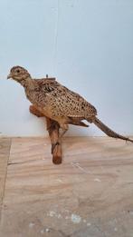 Mooie Opgezette Fazant, Ophalen of Verzenden, Zo goed als nieuw, Vogel, Opgezet dier
