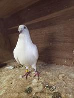 Post duif, Dieren en Toebehoren, Mannelijk, Postduif