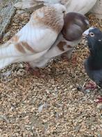 Koppel holle kroppers, Meerdere dieren, Overige soorten