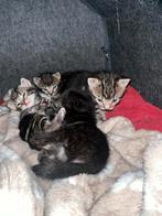 4 lieve kleine kittens, Poes, Kortharig, 0 tot 2 jaar