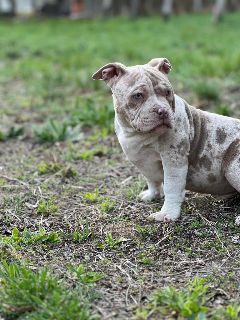American bully pocket reutje, 15 weken tot 1 jaar, Reu, Parvo, Bulldog