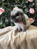 Sallander buck, Meerdere dieren, Dwerg