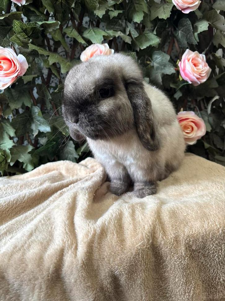 Sallander buck, Dieren en Toebehoren, Konijnen, Dwerg, Meerdere dieren