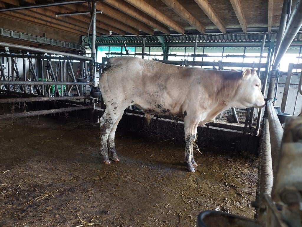 Jonge blonde aquitaine stamboek dekstier te koop, Mannelijk