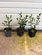 Liguster mooi vertakt 20/30 cm, Ophalen of Verzenden, Overige soorten, Minder dan 100 cm