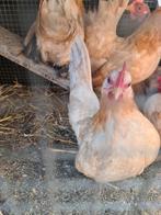 Serama broedeieren, Dieren en Toebehoren, Geslacht onbekend, Kip