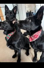 Twee zwarte duitse herder teefjes, Particulier, 1 tot 2 jaar, Buitenland, Teef