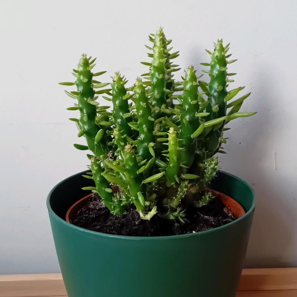 Kamerplant 20cm vetplant, Ophalen, Overige soorten, Halfschaduw, In pot