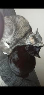 2 Lieve Aanhankelijke meiden opzoek naar een forever home, Dieren en Toebehoren, Katten en Kittens | Raskatten | Korthaar, Poes