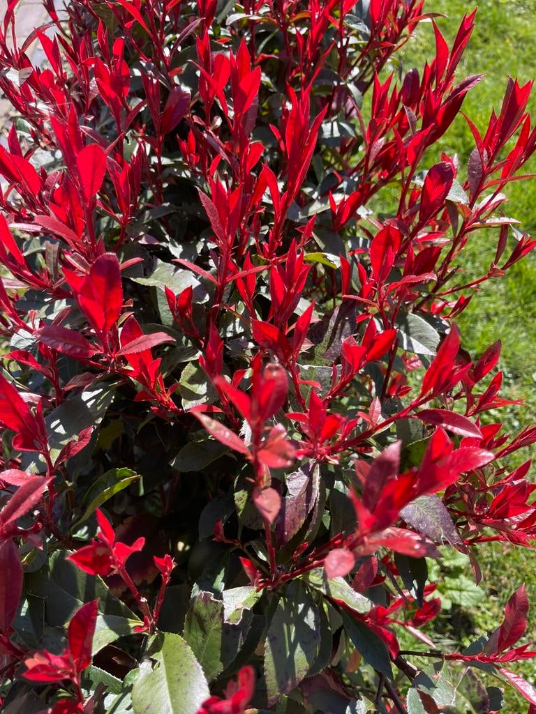 Photinia fraseri carrè rouge donker rooie glansmispel, Tuin en Terras, Ophalen of Verzenden, Overige soorten, Minder dan 100 cm
