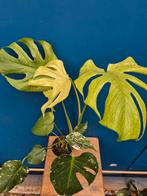 Monstera Mint p12 (3), Ophalen of Verzenden, Halfschaduw, Minder dan 100 cm