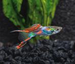 Mooie Endler guppen. 10 voor 4 euro, vissen, aquarium, Ophalen