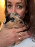 Australische herder, australian shepherd blue merle pup, Parvo, 8 tot 15 weken, Teef, Meerdere
