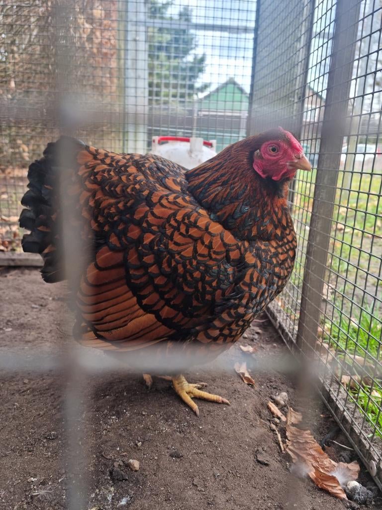 Prachtig Wyandotte kriel dames raszuiver goud zwart gezoomd, Dieren en Toebehoren, Pluimvee, Vrouwelijk, Kip