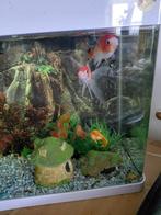 Gratis 2 gezonde goudvissen, Dieren en Toebehoren, Ophalen of Verzenden