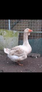 Buff Toulouse ganzen broedeieren, Dieren en Toebehoren, Pluimvee, Geslacht onbekend, Gans of Zwaan