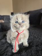 Lieve ragdoll kittens zoeken een gouden mandje, Dieren en Toebehoren, Katten en Kittens | Raskatten | Langhaar, Meerdere dieren