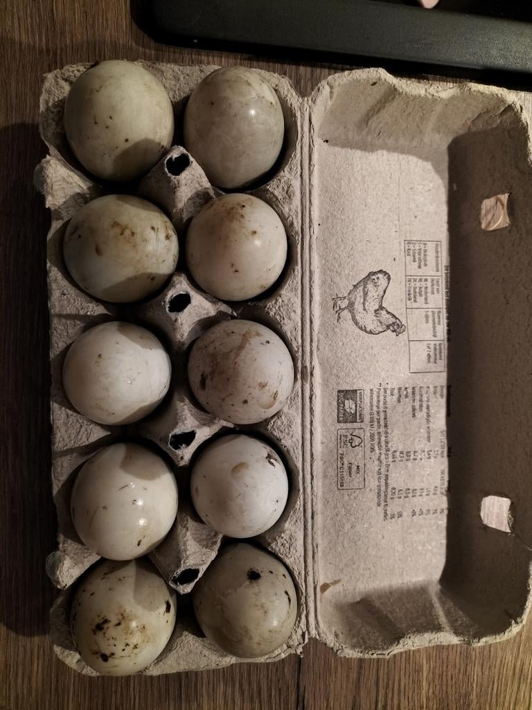 Broedeieren Indische loopeend, Dieren en Toebehoren, Ophalen of Verzenden, Nieuw, Overige typen
