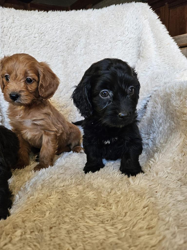 Cockapoo pups boomer, Dieren en Toebehoren, 8 tot 15 weken, Meerdere, Nederland, Fokker | Hobbymatig